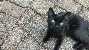 Lost Pet: Midnight