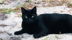 Lost Pet: Black Cat
