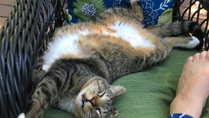 Lost Pet: Mau (rhymes with 