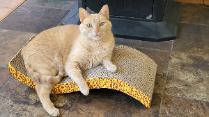 Lost Pet: Albert Hoffman