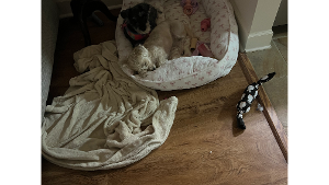 Lost Pet: Zenzi corry