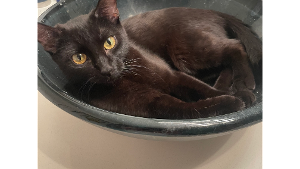 Lost Pet: Olive (FKA Minnie)