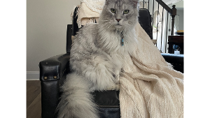 Lost Pet: Little Jerry