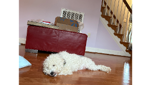 Lost Pet: Ferrari F186