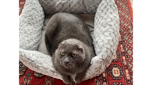 Lost Pet: Meatball (607)215-1424