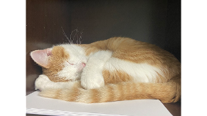 Lost Pet: Srgt. Meowstien