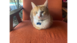 Lost Pet: Charlie Hughes-Taylor