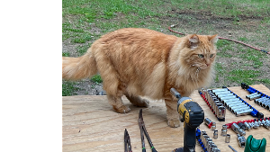 Lost Pet: Ron Swanson