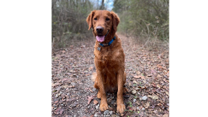 Lost Pet: Vincent Van Doug