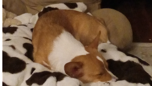 Lost Pet: Ruby Annabelle