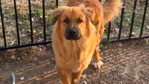 Lost Pet: Bear Wiley