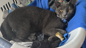 Lost Pet: Tuna Fish Sandwich