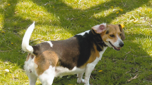 Lost Pet: Rosie Shephard