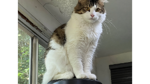 Lost Pet: Little Man