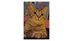 Lost Pet: Charlotte Ann Sanders