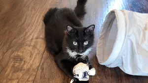 Lost Pet: River formerly Lexi