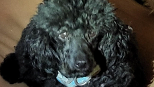 Lost Pet: Matt Black Dillon, AKA Matthew