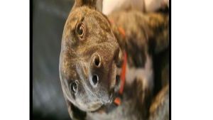 Lost Pet: Lu Lu-Lemon