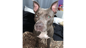 Lost Pet: Nova Chanel