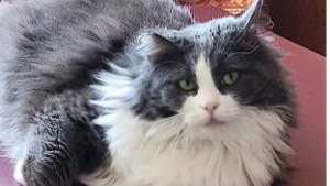 Lost Pet: Squeaks / Squeakers / Squeaky