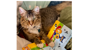 Lost Pet: Pete the Cat