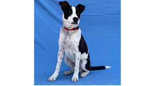 Lost Pet: Ruger (Koda)