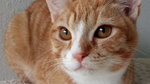 Lost Pet: Rustipher Potato Meow