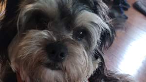 Lost Pet: Rocky Garcia