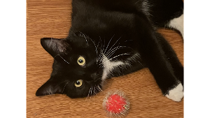 Lost Pet: Peregrin Took