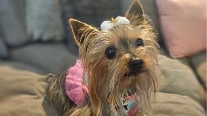 Lost Pet: Buko Gillespie