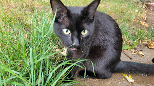 Lost Pet: Binx
