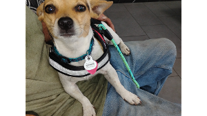 Lost Pet: Chanel Five