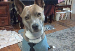 Lost Pet: Daisy Diamond