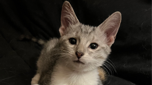 Lost Pet: LEO MARVIN