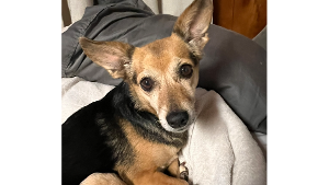 Lost Pet: Chloe wheeler