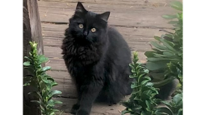 Lost Pet: 981020053539297