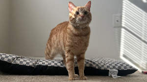 Lost Pet: Hank Wilkinson