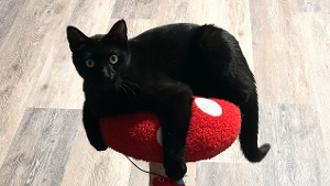 Lost Pet: Tony Sparks