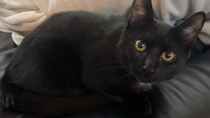 Lost Pet: Binx