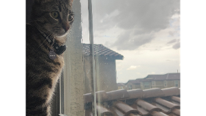 Lost Pet: leo mozart