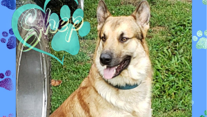 Lost Pet: Shep