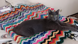 Lost Pet: Sammy or Rocky