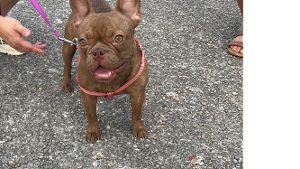 Lost Pet: Coco Chanel