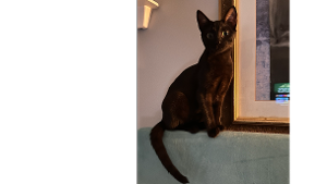 Lost Pet: Snowball II