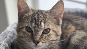 Lost Pet: Luna Davis