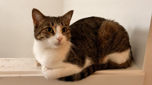 Lost Pet: Lady Farquad