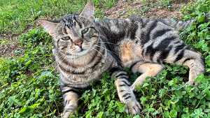 Lost Pet: Rosco P Coltrane