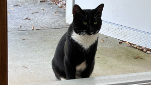 Lost Pet: Olly-Bob Michael