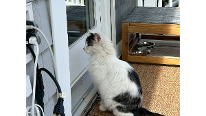 Lost Pet: Female Stay 1