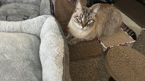 Lost Pet: Spanky Lucas